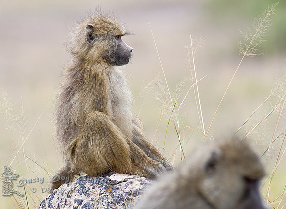 Yellow Baboon