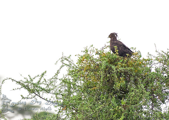 Long-crested Eagle