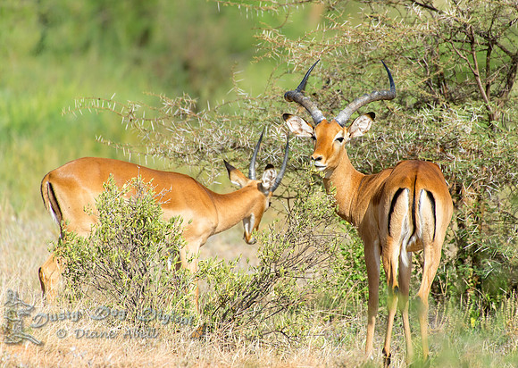 Impalas