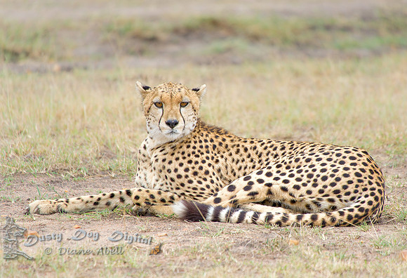 Resting Cheetah
