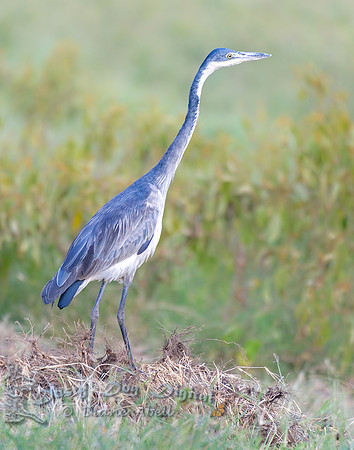 Gray Heron