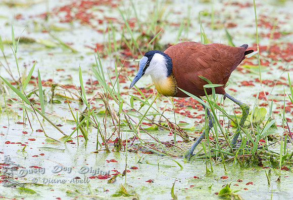 African Jacana