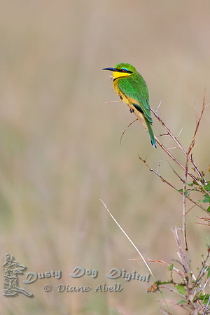 Little Bee-eater
