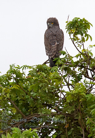 Brown Snake Eagle
