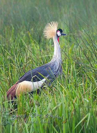 Gray Crowned Crane