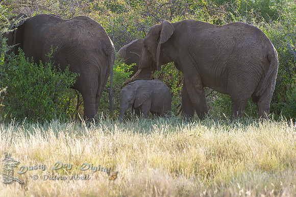 Elephant Baby Marching to the River with the Family