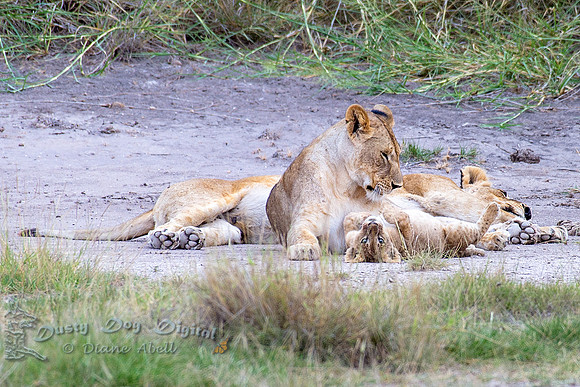 Two Lionesses and a Cub