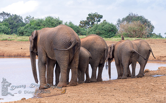 Elephants at the Watering Hole
