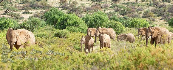 Elephant Procession