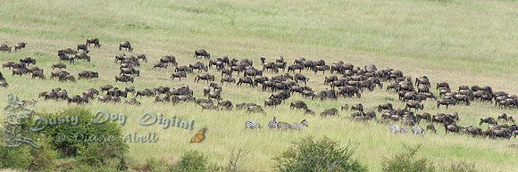 Wildebeast Migration