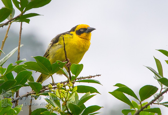 Baglafecht Weaver