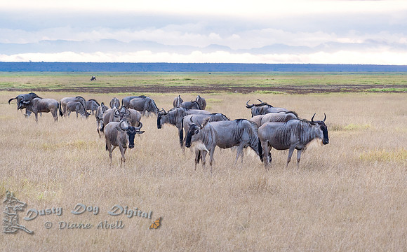 Wildebeast Herd