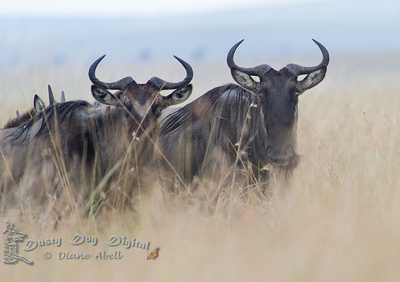 Wildebeasts
