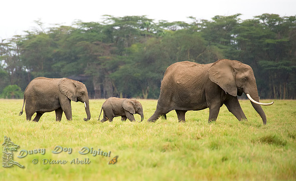 Elephant Matriarch with Babies