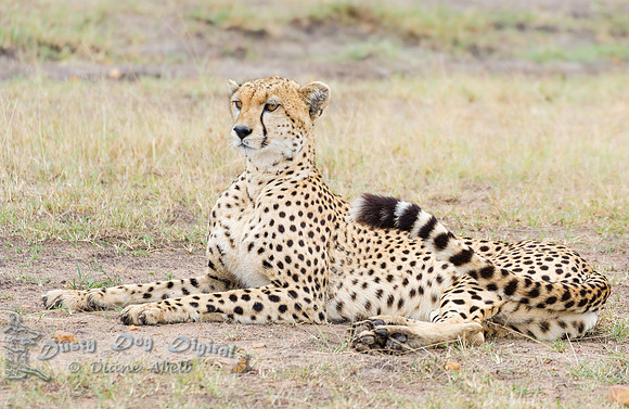 Gazing Cheetah