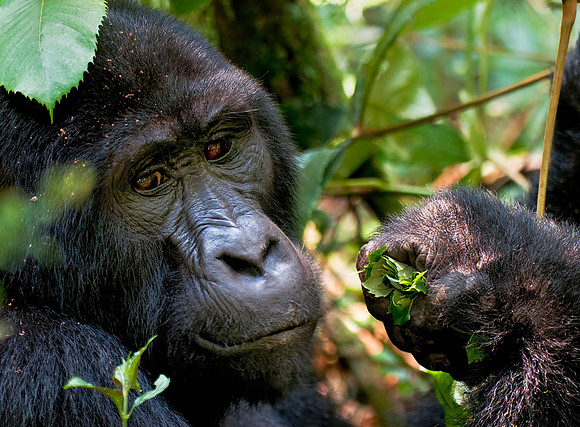 Silverback Gorilla