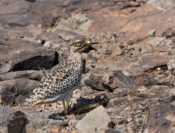 Spotted Thick-knee
