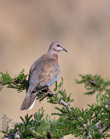 Laughing Dove