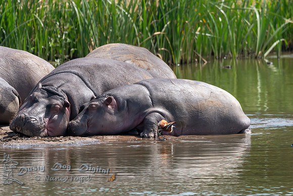 Hippopotamus with Baby