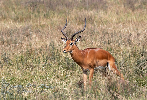 Impala