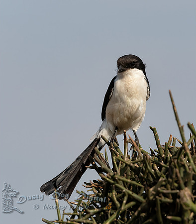 Long-tailed Fiscal