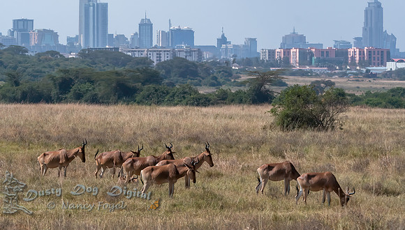 Grazing in Nairobi National Park