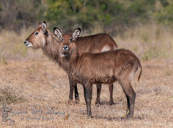 Female Waterbucks
