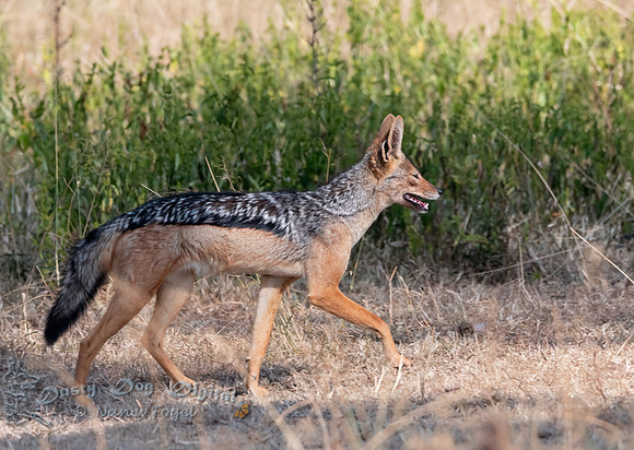 Black-backed Jackal