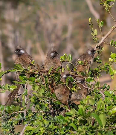 Speckled Mousebirds