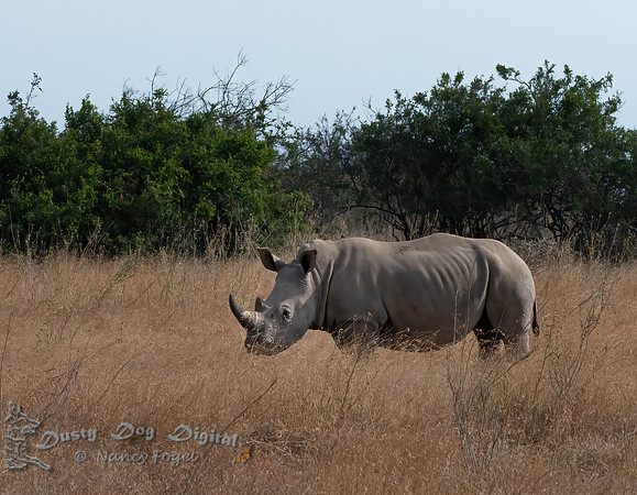 Rhinoceros