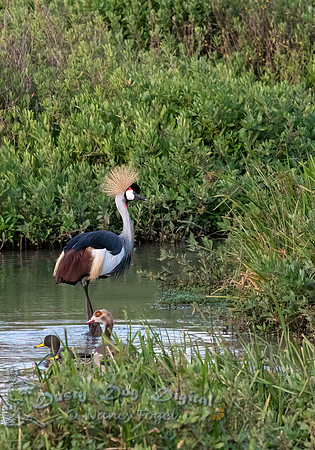 Grey Crowned-Crane