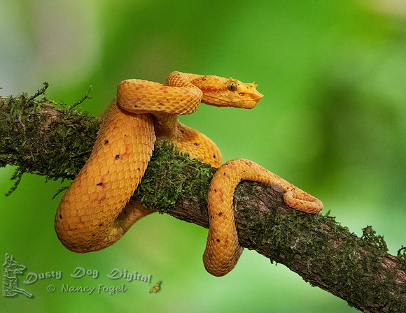 Yellow Eyelash Viper
