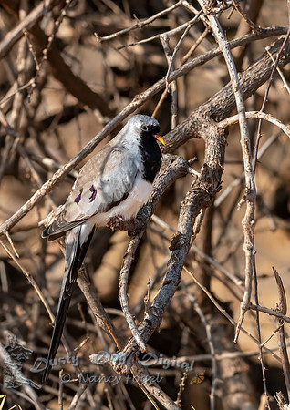 Namaqua Dove
