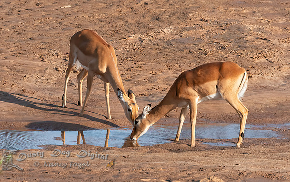 Female Impalas drinking from the very dry river