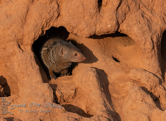 Eastern Dwarf Mongoose