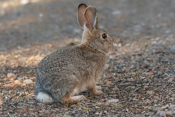 Rabbit