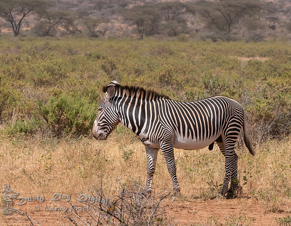 Grevey's Zebra