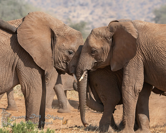 Elephant Love
