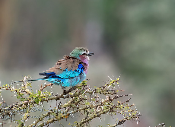 Lilac-breasted Roller puffed up