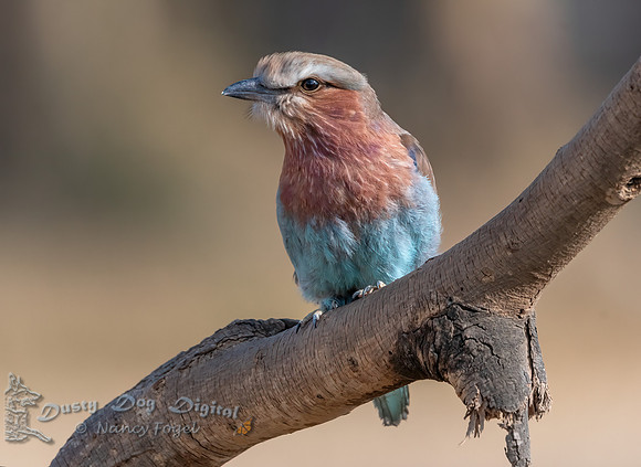 Lilac-breasted Roller