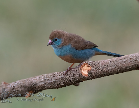 Red-Cheeked Cordonbleu, Female