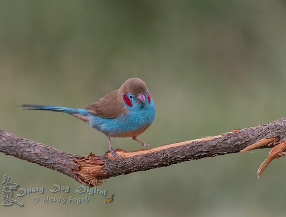 Red-cheeked Cordonbleu, Male