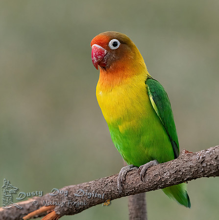 Fisher's Lovebird
