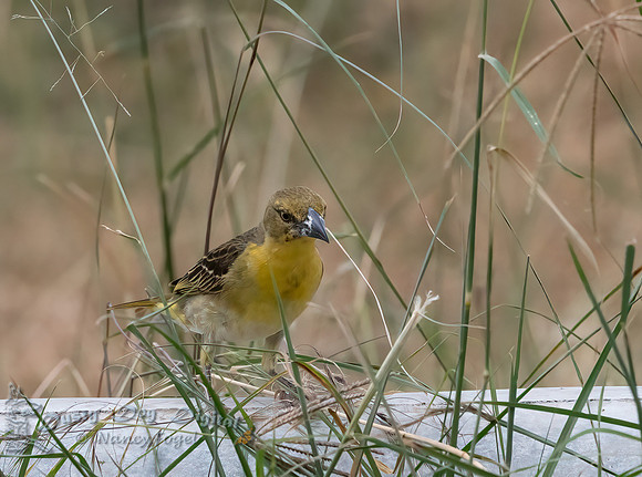 Baglafecht Weaver, Juvenile