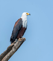 Nakuru & Naivasha