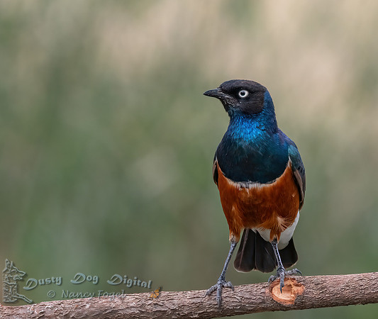 Superb Starling