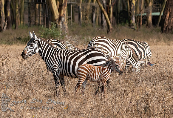 Zebras with baby