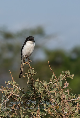 Long-tailed Fiscal