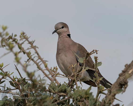 Ring-necked Dove
