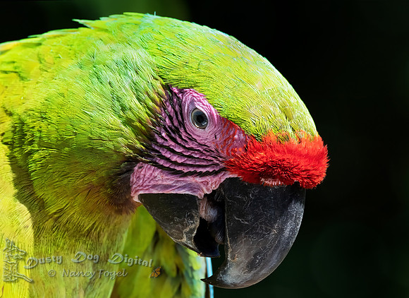 Great Green McCaw Portrait